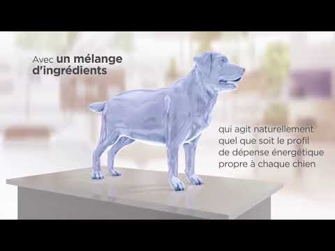 Vidéo: L'arthrite canine et la meilleure défense de votre chien - Perte de poids