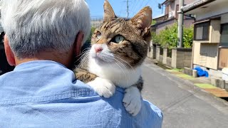 My parents' cat on my father's shoulder walked with him to eat grass.