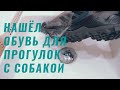 Тест Adidas Eastrail GTX - обувь для прогулок с собакой