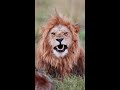 Happy World Lion Day! #africa #wildlife
