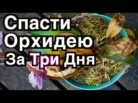 Видео: Почему умирает моя орхидея?