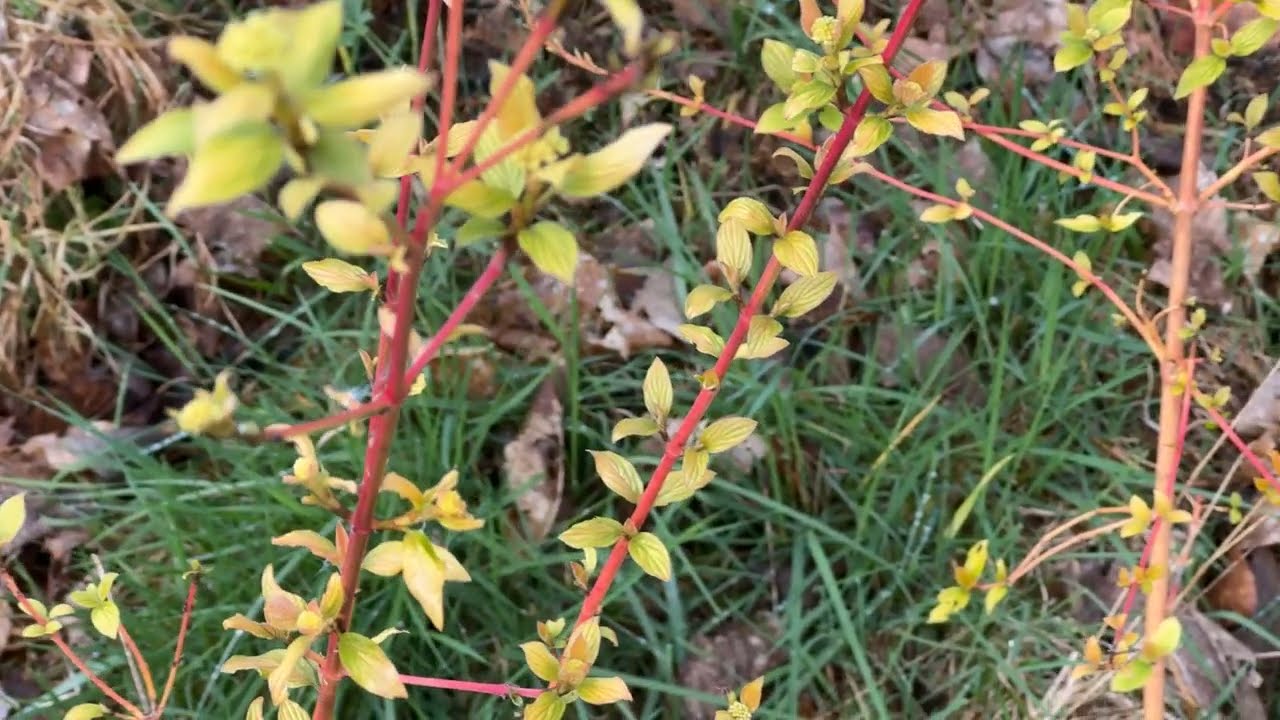 Avril : Cornus sanguinea Mid Winter Fire - Cornouiller