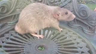 Manx Tailless Rat