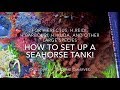 How to set up a seahorse tank - extended version!