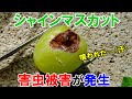 【ぶどうの害虫】シャインマスカットの房が食害に遭いました