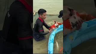 @ThangQuhakukoi nông trại cá koi chào các bạn …! #koi #koiysl #koipond #koifish #fish