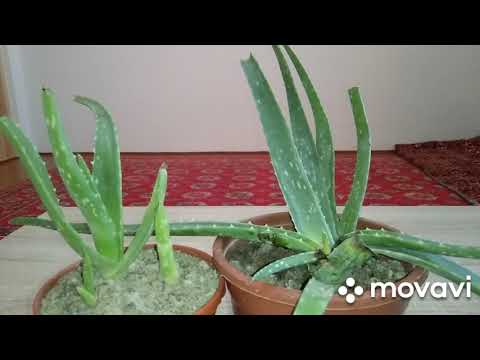 Video: Gladiolus Tripsidan Qanday Qutulish Mumkin