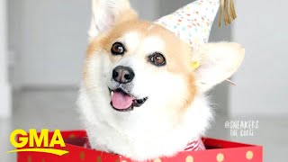 ‘GMA’ Pet of the Week: Meet Sneakers l GMA