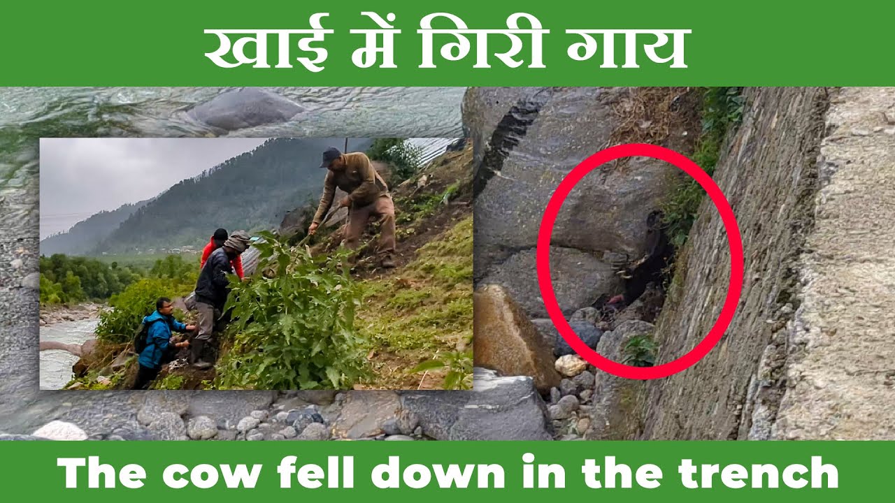 Cow Fell down the trench | Cow stuck on river side for 3 days | Cow rescued by Manali Strays