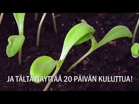 Video: Kehäkukka - Calendula Officinaliksen Ominaisuudet Ja Lääketieteellinen Käyttö