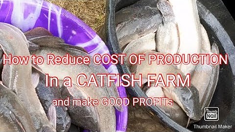 How to Reduce cost of production in a catfish farm and make good profits