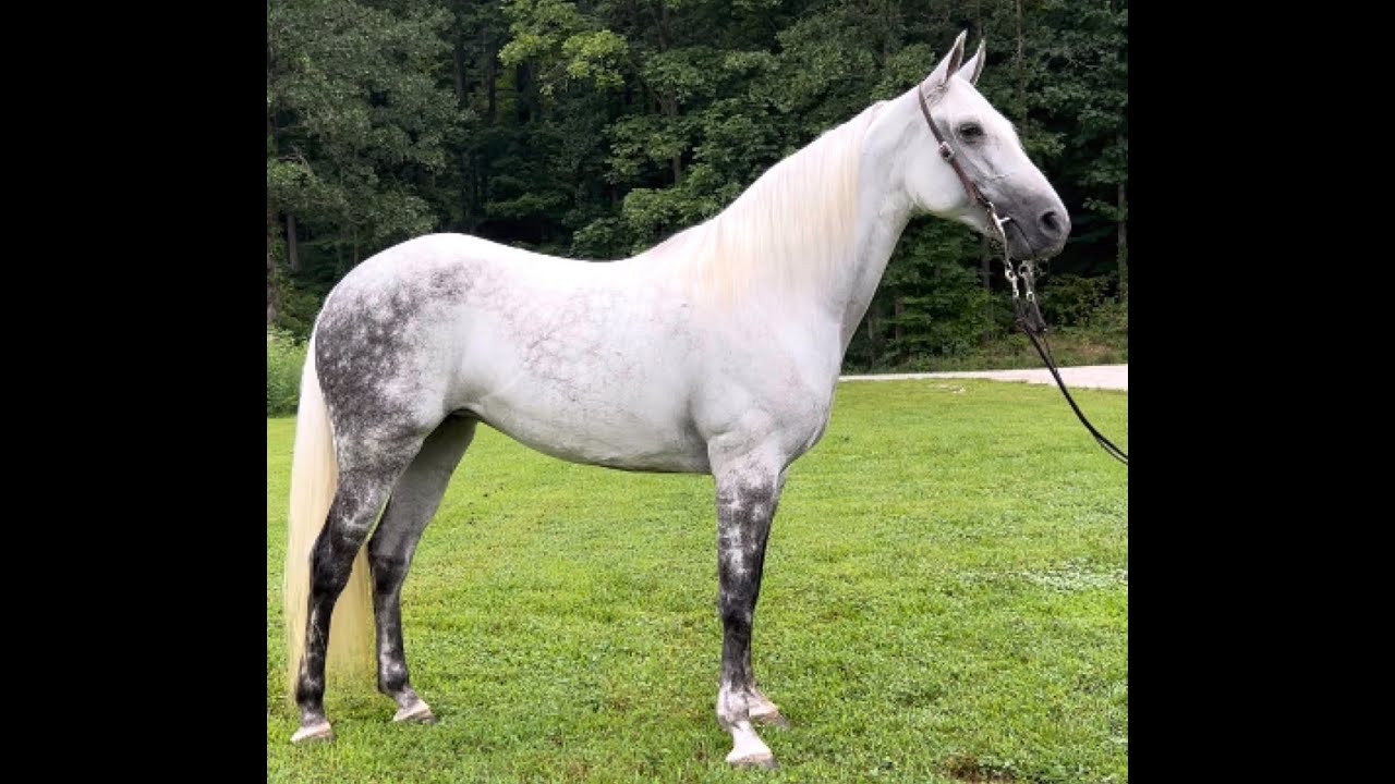 Grey Dappled Tennessee Walking Horse For Sale YouTube