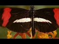Nature's Microworlds: Insect Specials--Secret to Their Success (Accessible Preview)