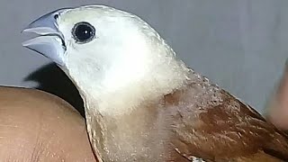 Pancingan bondol haji