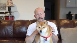 Shiba Inu Positive Discipline & Correction Methods 2017 REALLY WORKS