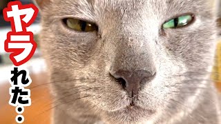 ついに反撃される!  ボス猫 噛まれ 首に怪我!! 犯人は…