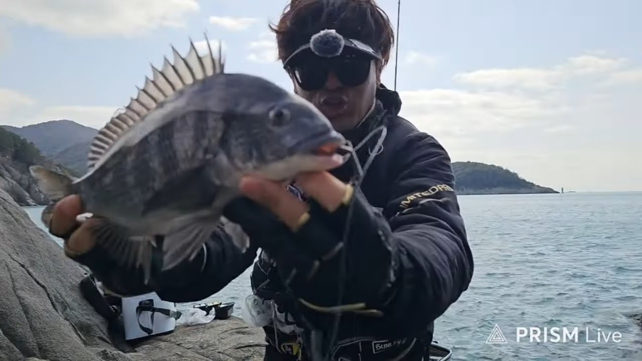 여수 금오도 5짜 감성돔 도전! 라이브 소통 방송 🤗 #여수 #금오도 #감성돔 #낚시군단 #낚시 #5짜감성돔 #fish #fishing #fishingvideo