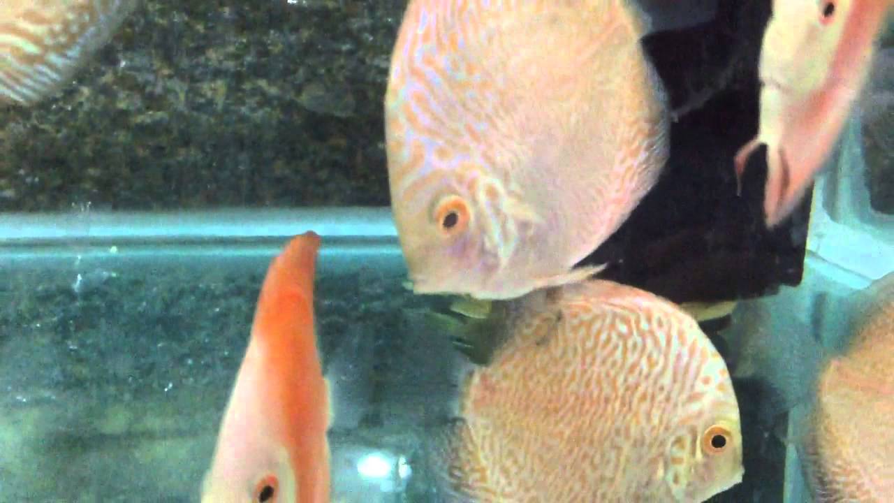 Discus poop check YouTube