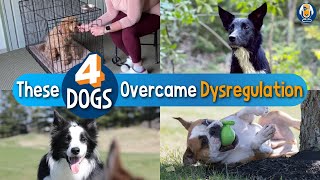 Help Humping, Barking, Destructive, Reactive Dogs Overcome Dysregulation: 4 Case Studies #220