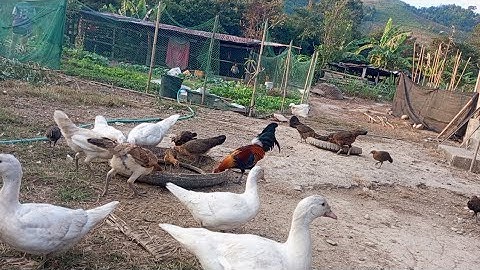 nyob zoo os los saib kuv pub qaib os 4/12/24