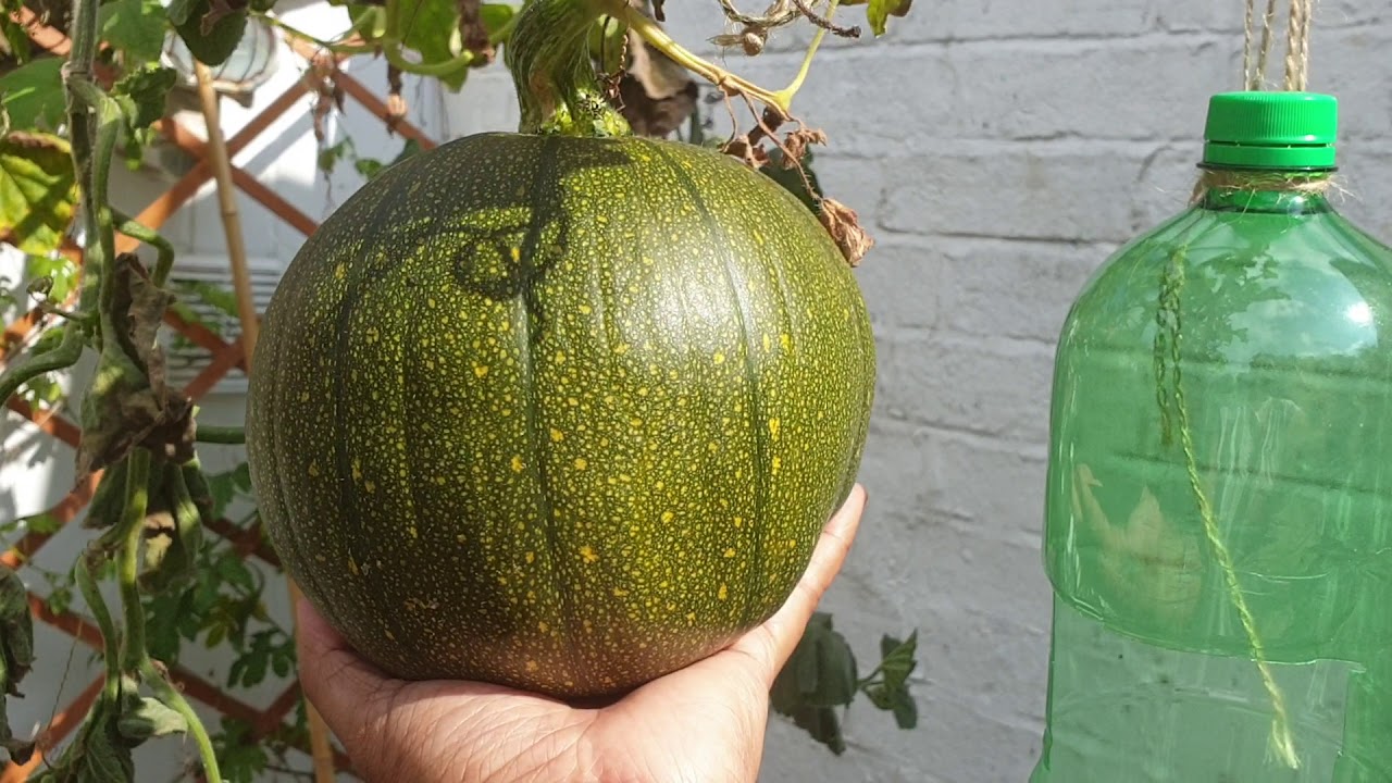 Deshi vegetable garden from soker bagan Luton YouTube