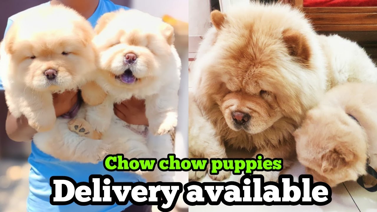 Chow Chow Puppies For Sale With Delivery Available All Over India| Chow Chow Puppies For Sale|