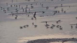 Flyway in the Mangrove Forest Guide (Jalur Terbang di Pandu Hutan Mangrove).