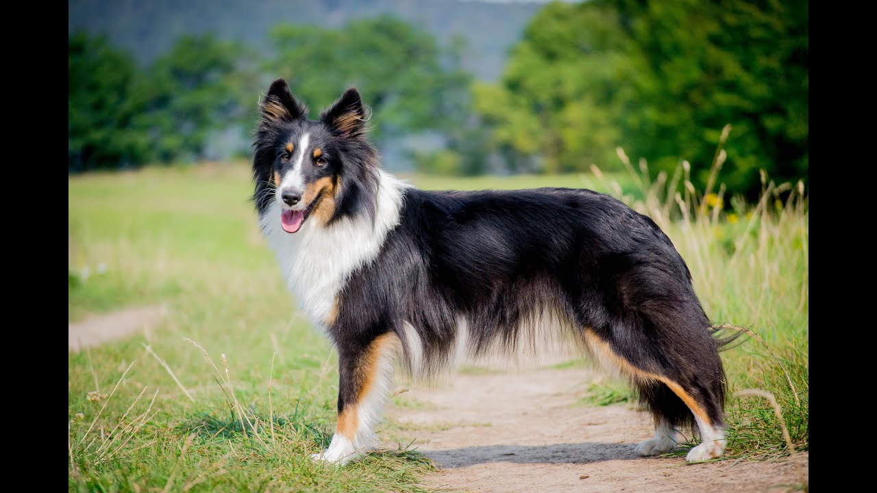 Tiffy Black of Sprightliness - 12 months