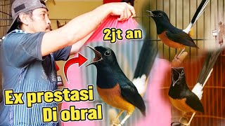 MURAI PRESTASI DI JUAL MURAH DI SINI ‼️ sumber rezeki bird farm 🔥