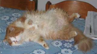 Tinky The Sleep Walking Cat