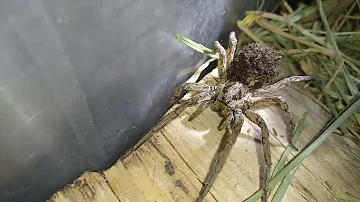 ¿Las arañas lobo llevan a sus crías?