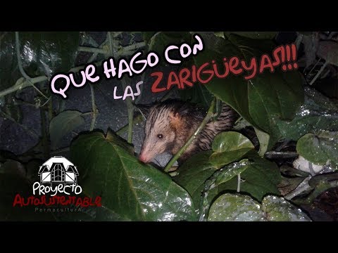 Video: Datos de la zarigüeya: la zarigüeya incomprendida y útil