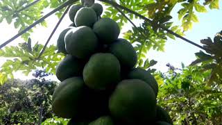 Pé De Mamão Produzindo Experimentando Limão Doce