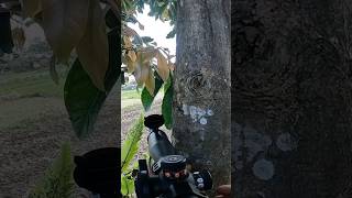 jarak dekat#hunting#hunter