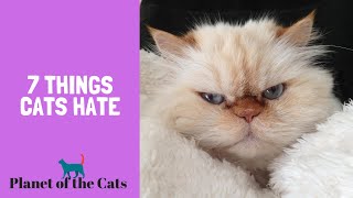 7 Things Cats Hate (Avoid This if You Can)