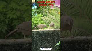 #bird #birdsound #birdsfeeding #nature #naturelovers #shorts #junglebabbler #ছাতারেপাখি