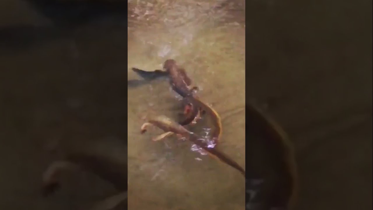 Amplexus Explained: Wild Reptile Mating Ritual 🦎💚 | Nature’s Strangest Competition