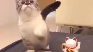 Funny cat video