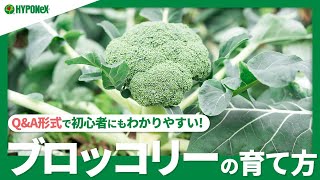 ☘19 :ブロッコリーの育て方｜大きく育てるにはどうすればいいの？土づくりの方法や肥料の与え方、収穫方法などもご紹介　【PlantiaQ&A】植物の情報、育て方をQ&A形式でご紹介