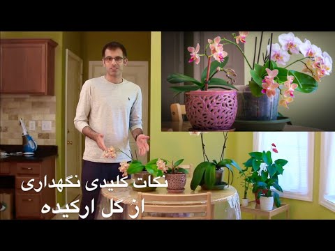 تصویری: ارکیده خانگی: 10 رایحه وانیل برای زمستان