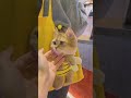 Is this the cutest cat carrier ever? 🐝🐾 #shorts