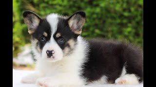 Welsh Corgi Puppies for Sale