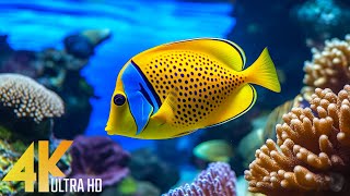 The Ocean 4K VIDEO - Sea Animals With Piano Music for Sleep - Coral Reef Fish With Relaxing Music