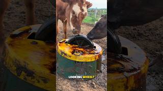 Why Cows are Given Molasses 🤔 Net Worth