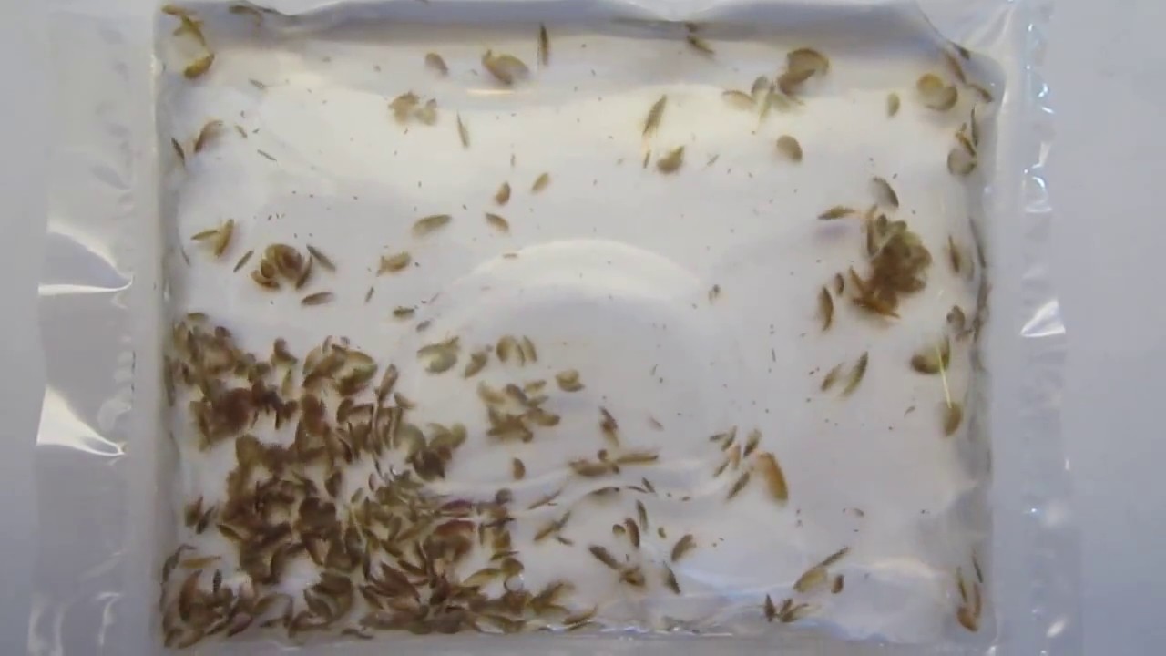 200+ Mexican Amphipods (Hyalella azteca) - Live Scud Culture - Gammarus Shrimp