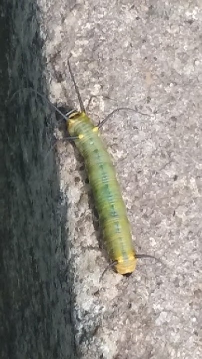 Double Branded Crow Butterfly Caterpillar - YouTube