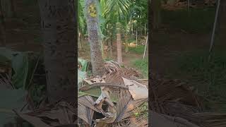 ஊட்டமேற்றிய தொழு உரம் (Enriched Farmyard Manure)