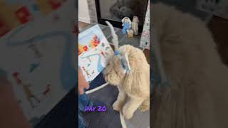 Day 20 Princess with  doggie advent calendar #shorts #adventcalendar screenshot 5