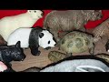 My Schleich wildlife collection