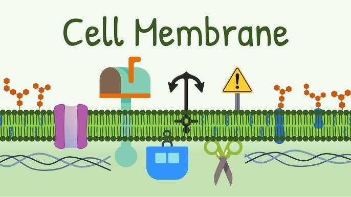 Cell Membrane Structure, Ditki, Medical & Biological Sciences posted a  video to playlist Biochemistry., By Ditki, Medical & Biological Sciences